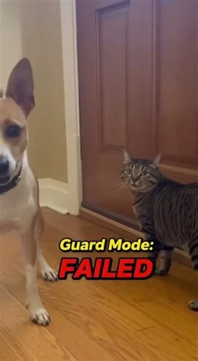 Brave Dog Gets Scared by Cat 😹 | Funniest Reaction