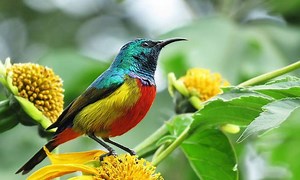 Birds of Uganda and the Top 5 Best Birding Safaris in Uganda