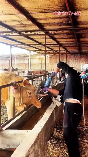 Treating Infected Cow Horns to Keep Cattle Healthy #mixcraft