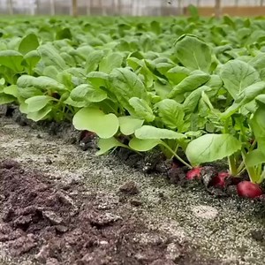 6.1M views · 56K reactions | A root awakening!!  (@tripzia) | Pee-wee Herman | Facebook