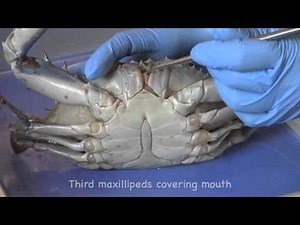 Blue Crab dissection