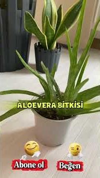 ALOEVERA bitkisi bakımı #bitki #çiçek #bakım #bahçe