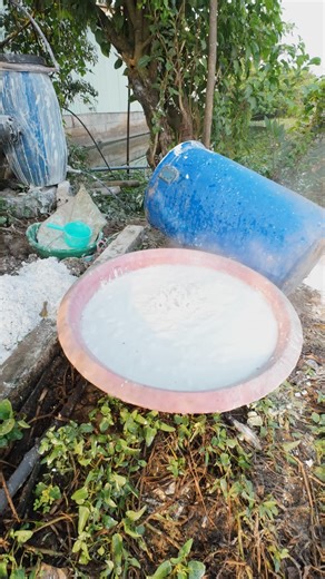 Dùng vôi sử lý nấm bệnh, nâng PH đất và sử lý luôn vi sinh có lợi #oiruby #oirubyruotdo #chungdatlanh #nongnghiepsach | Hà Văn Chung