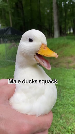 My ducks have higher pitched voices than most because they’re miniature ducks called “call” ducks 🎤 🦆 #DunkinDucks #CallDucks #Ducks #FarmAnimals #PetsOfTiktok