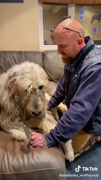 #irishwolfhound #giantbreed #massivedogs #justthetwoofus