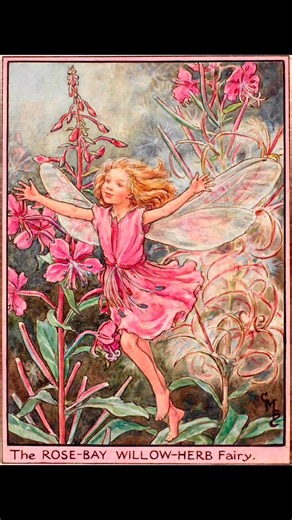 An Art Reel: Flower Fairies. Since their initial publication in 1923, Cicely Mary Barker’s Flower Fairies have enchanted adults and children alike. The botanically accurate drawings in the 170 original illustrations, coupled with the enchanting fairy images and short verses appeal to our innate sense of magic and wonder. Each Flower Fairy is in charge of looking after their flower or plant, and keeping it strong and healthy. Here are illustrations - two each - from The Alphabet Fairies, The Fair
