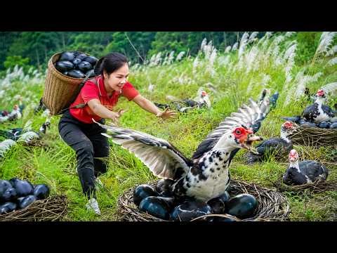 Harvest Giant Wild Ducks and 1000+ Duck Eggs in Nature | Incubate Duck Eggs To Hatch Many Ducklings