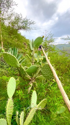 Cactus Close-Up in Lush Yemeni Garden