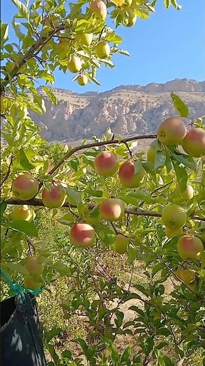 Yellow apple harvesting in beautiful apple garden