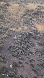 wolves… #Yellowstonewolves #yellowstonenationalpark | Wild Love Images - Julie Argyle Wildlife Photography #shootwithacamera