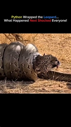 Python Wrapped the Leopard…What Happened Next Shocked Everyone!#pythonvsleopard #pythonattack #fy