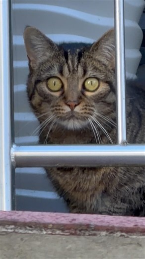Sie hasst mich #deutsch #animals #cat #cats #funny #viral #shorts #fyp #mystery #foryou #for #god