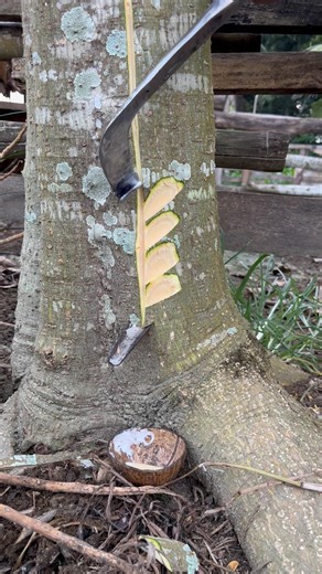 This Tree Sap Looks Unreal 😱. #weirdnature #natureshorts #treemystery #nature