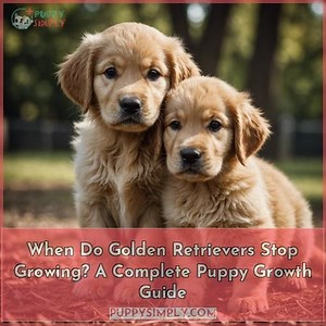 When Do Golden Retrievers Stop Growing? Stages & Signs
