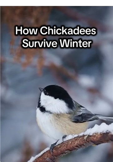 Survival Strategies of Black-Capped Chickadees in Winter