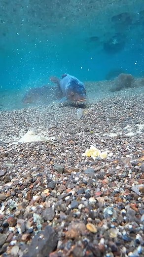 5.5K reactions · 58 shares | #fishing#underwater | Feeder Tutorials Fishing | Facebook