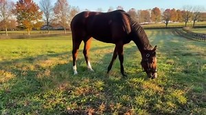 TWILIGHT GLEAMING enjoying a winter break after her @breederscup Juvenile Turf Sprint win @delmarracing @irad_ortiz #StonestreetStables | Stonestreet Farms
