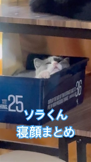 ソラくんの可愛い寝顔をまとめてみました #ブリティッシュショートヘア #子ネコ #猫好きさんと繋がりたい