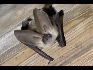 Fledermaus