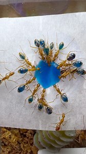 67K views · 588 reactions | Which color is your favorite? . . . #ants #antkeeping #antkeeper #antman #antic #insect #insectkeeper #insectphotography #macro #macrophotography #macroinsects #wild #wildlife #biology #entomology #reels #reelsinstagram #reel #reelvideo #reelitfeelit #instagram #photography | Ant Bay | Facebook