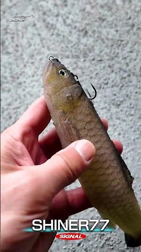 Testing out Signal's second incredibly awesome swimbait, the "SHINER 77" [Vish Manabu Okuda Big T...