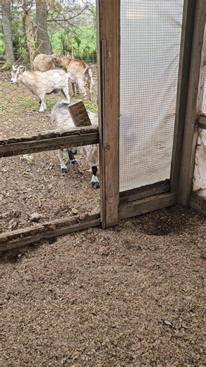 Yes, goats get jealous!! This girl was mad because I fed the chickens instead of her! She already had her grain about 5 mins prior, so she is not deprived. Just spoiled! | Diva Girl Silkies