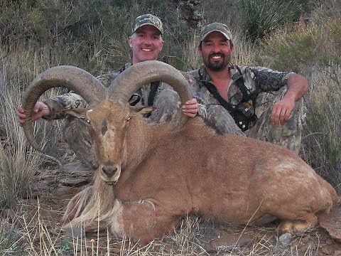 FREE RANGE AOUDAD HUNTING IN WEST TEXAS!!!