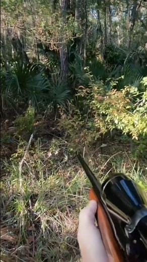 Hog hunt with Ruger m77 in 7mm mag