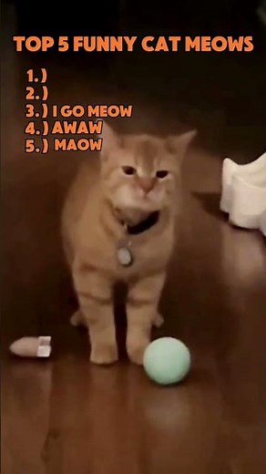 Funny Cat Meowing Compilation🐱 | Hilarious Cat Sounds & Crazy Meows #funny #dontlaught #cat #viral