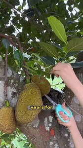 106K views · 885 reactions | Grow Jackfruit Trees from Cutting: Easy Method!  | Morgan Venn | Facebook