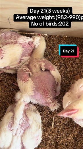 Day 21 in Broiler Farming: Growth Update and Insights