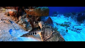 45K views · 686 reactions | Le monde sous-marin en terre Maya, en bouteille, en Apnée ou en recycleur, c'est une véritable aventure avec des rencontres inoubliables... Prenez le temps de visionner et d'écouter cette vidéo, vous ne le regretterez pas ! Crédit : Franck Fougère pour #NationalGeographic | National Geographic | Facebook