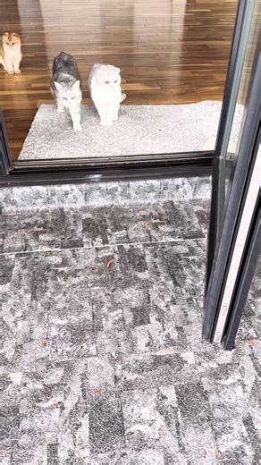 When you give your cats what they want and let them out in the snow | dancatdad