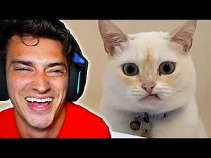 TRY NOT TO LAUGH 12!