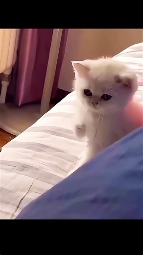Cat Kung Fu 💀