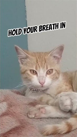 Cat Challenge Reaction 😱 | Funny Cat Challenge!