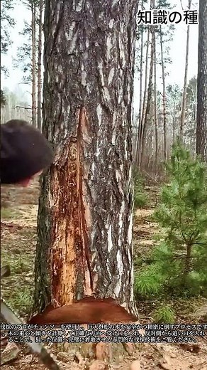 チェンソーで大型の松の木を安全に倒す方法 #chainsaw #woodcutting #logging #lumberjack #forestry