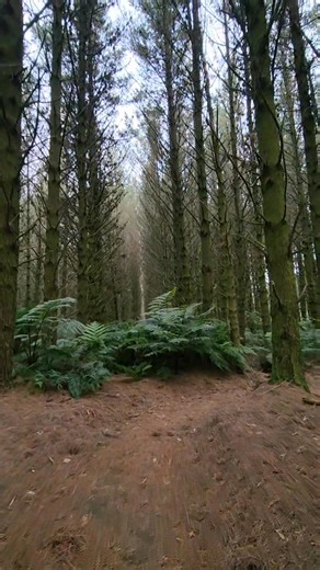 New Zealand's dominant pine tree is the Radiata pine (Pinus radiata), a fast-growing, versatile species native to California and Mexico that was introduced for its timber. It forms most of New Zealand's plantation forests and is used for a variety of timber products. While beneficial for commercial timber, uncontrolled Radiata pines can become problematic "wilding pines," spreading into natural areas and causing significant environmental damage. 🇳🇿 i love this walking tracks in Tokoroa the Tim