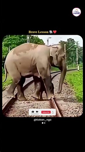 Mother Elephant Teaches Baby to Cross Train Track 🐘🚆 | Overcoming Fear #shorts #babyelephant