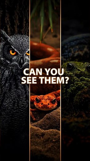 Almost Impossible to See These Animals 🫣 | Real Camouflage