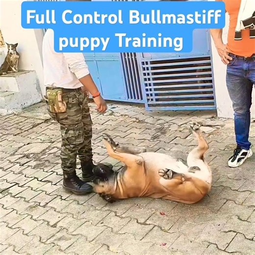Full Control Bullmastiff puppy Training #session #797 #bullmastiff #shorts