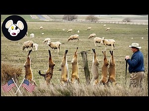 Full Video 4k - Australian Farmers Deal With Millions Of Red Fox Attack Poultry | Wild Boar Hunting