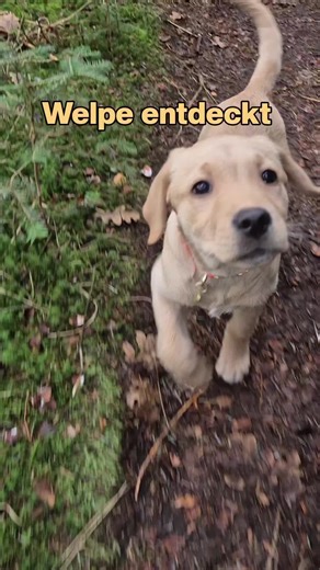 Hallo, hier ist mal wieder Tilda 💛 Heute muss ich euch unbedingt von einem ganz aufregenden Ausflug erzählen, ich war nämlich das erste Mal im Wald. 🌳 Und Leute… ich sage es euch: da ist ja wirklich ALLES interessant. Überall neue Gerüche, überall raschelt es, Stöcke liegen rum (warum liegen da einfach überall Stöcke?!), und mein Näschen hatte richtig Stress, weil ich nicht wusste, wo ich zuerst schnüffeln soll. Ich glaube, ich habe in 2 Minuten mehr gerochen als zuhause in einer ganzen Woche.