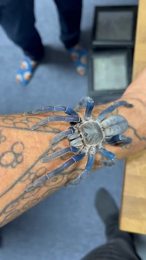 Do you like Spiders 🕷 After this Cobalt Blue Sunk it’s fangs in my finger, my buddy gifted it to me. What’s should we name her #tarantula #spider #beauty #blue #dogs #nature #animalsofinstagram #cute #wildlifephotography #dogsofinstagram #cats #love #birds #photography #catsofinstagram #instagram #instagood #pet #dog #puppy #zoo #naturephotography #animal #bird #wildlife #photooftheday #petstagram #petsofinstagram #cat #animallovers #animals #art #animalphotography | Gabriella McLean