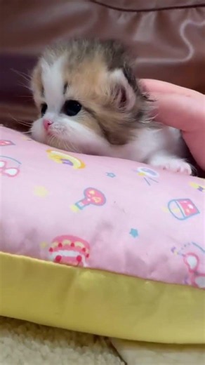 Funny and cute clips of my little kitten #CuteCats #MyWhiteCatDiaries