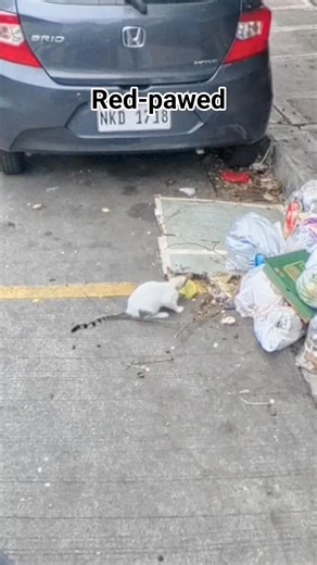 1.7K reactions · 33 shares | The kitty's secret snacking habit has been discovered! #StrayPawsFeederByHeart #straygatekeeperbyheart | Cherrie Lyn Arcio | Facebook