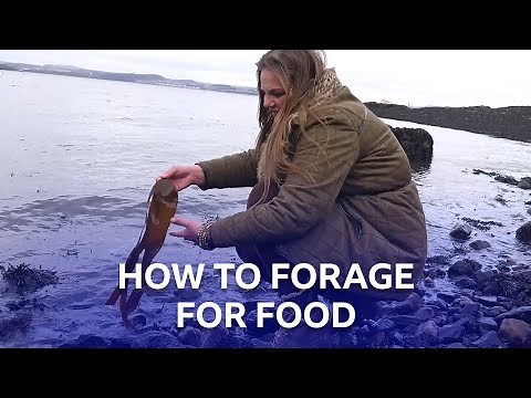 Foraging For Food In Scotland | BBC The Social