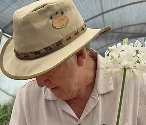 Selecting new traits in Agapanthus breeding.. | The ALOE FARM