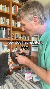 92K views · 1.4K reactions | OTC Medication Recipe for Dog Ear Infections #veterinary #hacks #dogear #dogearinfection #homeremedy #otc #otc_medication | Daily Pet Tips | Facebook