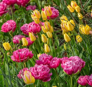 Tulip Festival at Morton Hall Gardens | Royal Shakespeare Company